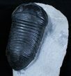 Extremely Inflated Wenndorfia Trilobite - #3909-4
